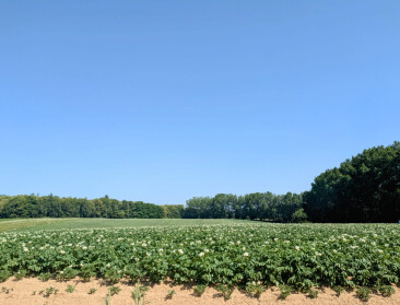 Ook in Nederland daalt aardappelareaal fors