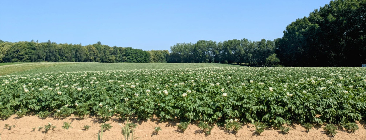 aardappelen Jozefien veld aardappelplant