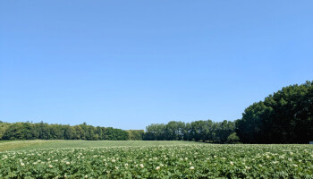 Ook in Nederland daalt aardappelareaal fors