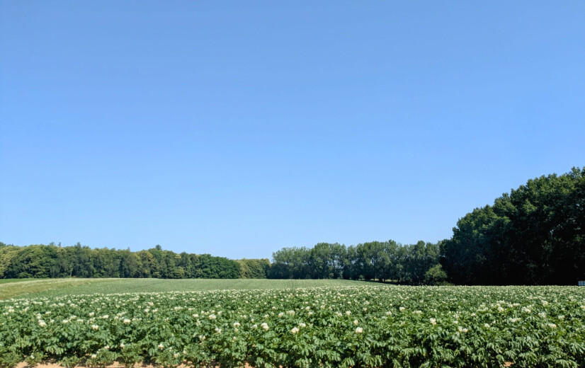 Weg naar aardappelvelden vol robuustere rassen is nog lang