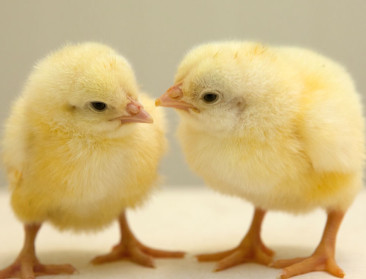 Opnieuw vogelgriep in West-Vlaanderen: is het zinvol om te vaccineren?