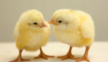 Vogelgriepvirus breidt uit, pluimveesector kritisch over trage Franse aanpak en overweegt schadeclaim