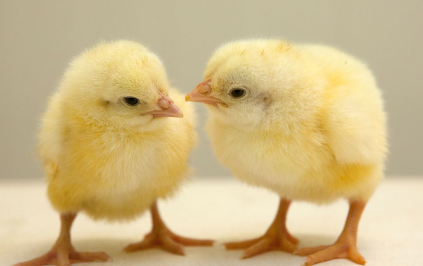 Opnieuw vogelgriep in West-Vlaanderen: is het zinvol om te vaccineren?