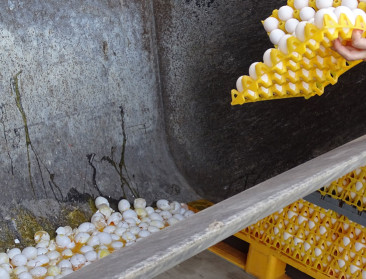 Ruim 30 bedrijven wachten nog op fipronilcompensatie