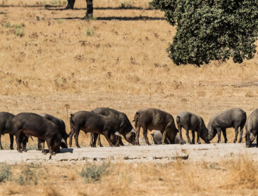 Afrikaanse varkenspest strijkt neer in Catalonië