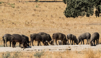Afrikaanse varkenspest strijkt neer in Catalonië