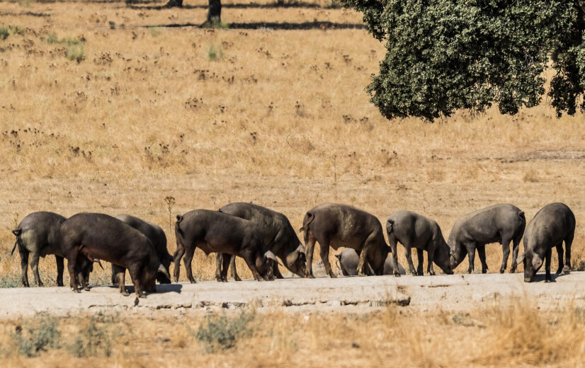 Afrikaanse varkenspest strijkt neer in Catalonië