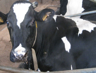 Koe komt tot rust op hernieuwbaar bedje van eigen mest 