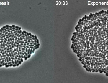 KU Leuven ontwikkelt 'controleerbare' bacterie, en dat is ook voor landbouw interessant