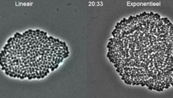KU Leuven ontwikkelt 'controleerbare' bacterie, en dat is ook voor landbouw interessant