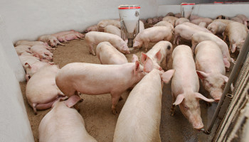 Hoge rentabiliteit doet varkensboeren twijfelen over opkoopregeling