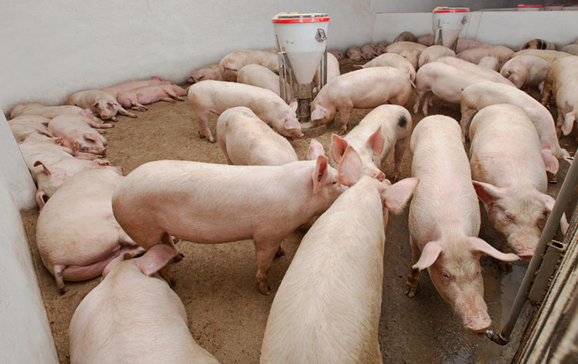 EU komt niet met crisissteun voor varkenshouderij over de brug