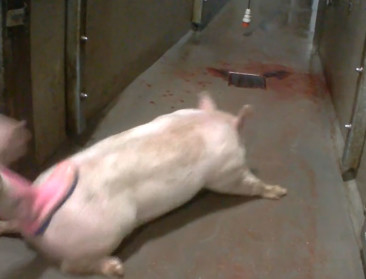 Varkensslachthuis vraagt kans om fouten recht te zetten