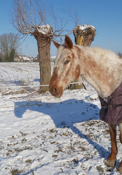 koudestress-sneeuw-paard-zafira-800x1152