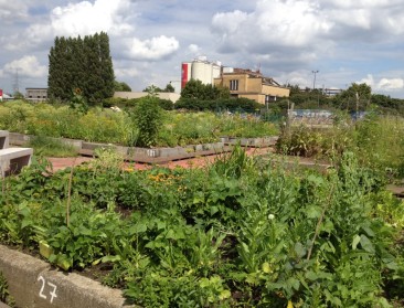 Luchtvervuiling maakt bladgroenten niet ongezond