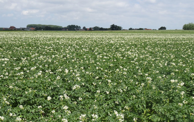 Nieuw Belgisch-Frans project ontwikkelt bio-alternatieven voor gewasbescherming tegen 2028