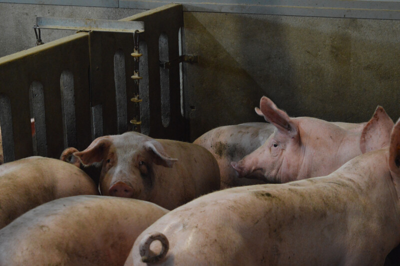 Varkens lange staart 3