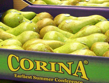 Verplichte rooi perelaars vanwege inbreuk kwekersrecht