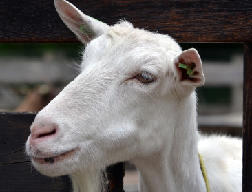 "Gezonde dieren ruimen voor MKZ-preventie wraakroepend"