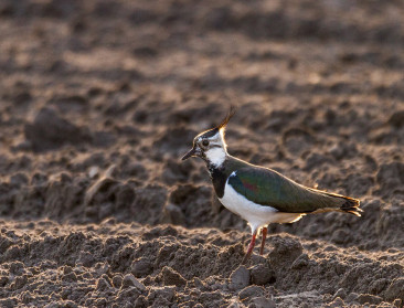 Boeren voor boerenlandvogels