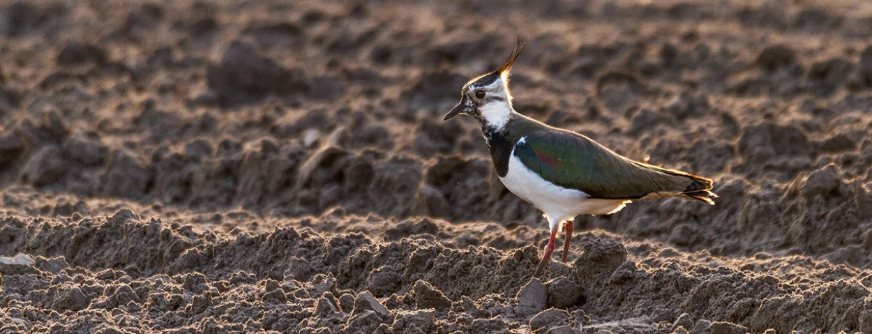 akkervogel_Inagro