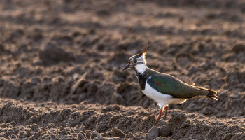 Akkerland slaat minder koolstof op dan ander onverhard landgebruik