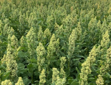 Quinoa heeft potentieel als klimaatrobuuste teelt, maar afzet blijft uitdaging