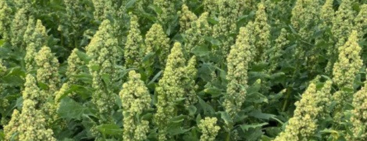 quinoa-carrefour-eigenkweek-teelt-469