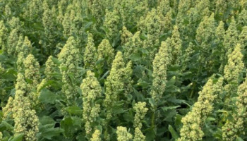Quinoa heeft potentieel als klimaatrobuuste teelt, maar afzet blijft uitdaging