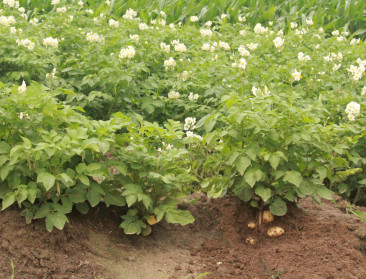 Doorbraak in ILVO-onderzoek plaagresistente aardappelen met CRISPR-Cas