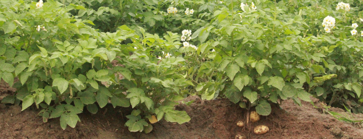 ILVO_aardappel bloei en knol