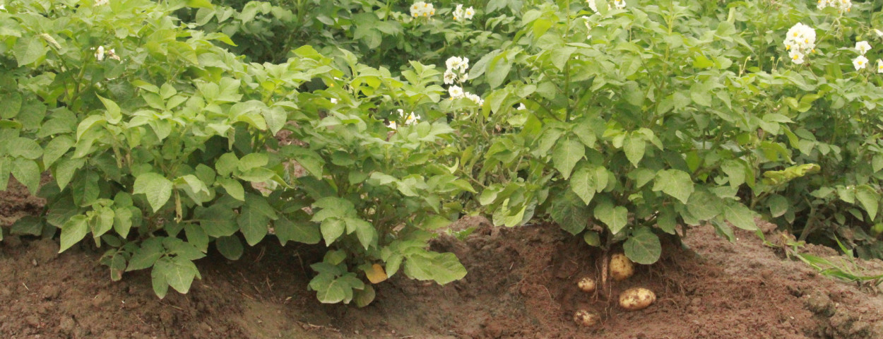 ILVO_aardappel bloei en knol