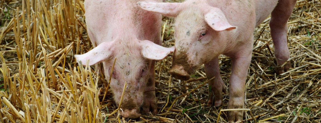varkens