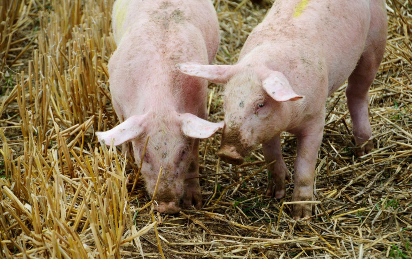 Bioveiligheid varkensbedrijven neemt toe