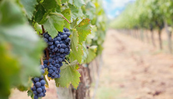 EU-steun voor wijnsector schiet tekort op vlak van concurrentievermogen en klimaatambities