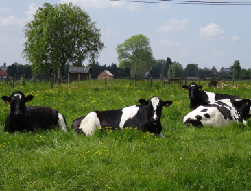 Natuurinclusieve melkveehouderij botst op dure grond en exportafhankelijkheid