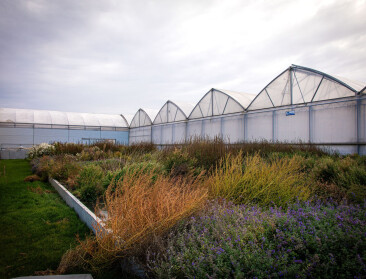 Planten als sleutel tot beter waterbeheer: landbouwbedrijven testen natuurlijke zuivering