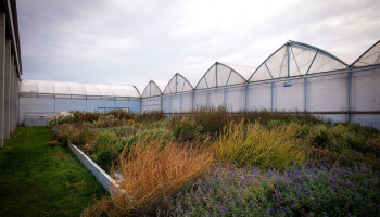Planten als sleutel tot beter waterbeheer: landbouwbedrijven testen natuurlijke zuivering