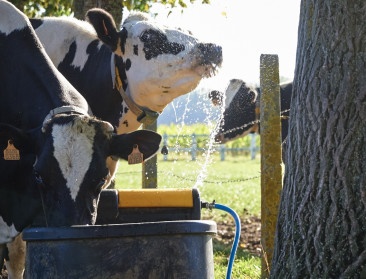 Hittegolf: veehouders extra alert voor hittestress bij dieren