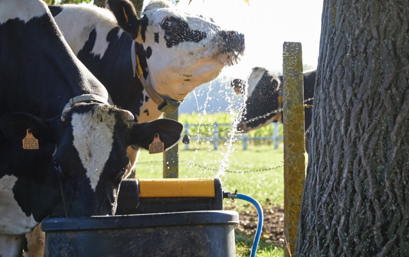 Hittegolf: veehouders extra alert voor hittestress bij dieren