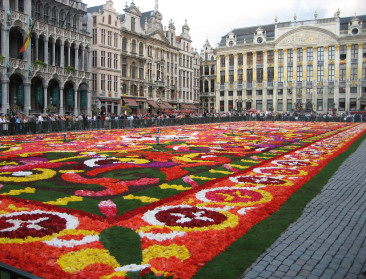 Vlaamse begonia steelt de show in Brusselse bloementapijt